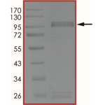 EGFR (T790M L792F C797S L858R), Active